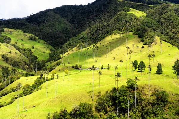 Paisaje Palmeras Cera Ceroxylon Quindiuense Valle Del Cocora Valle Cocora — Foto de Stock