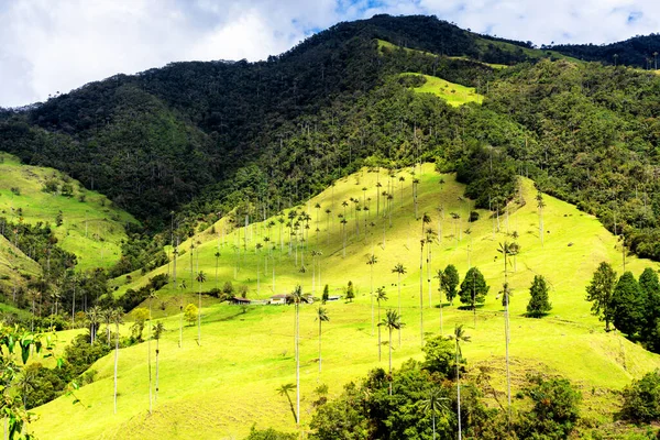 Paisaje Palmeras Cera Ceroxylon Quindiuense Valle Del Cocora Valle Cocora — Foto de Stock