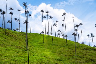 Güney Amerika 'nın Salento kasabası yakınlarındaki Kolombiya' da Cocora Vadisi veya Valle de Cocora 'da balmumu palmiye ağaçları (Ceroxylon quindiuense) manzarası