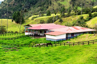 Güney Amerika 'nın Salento kasabası yakınlarındaki Kolombiya' da Cocora Vadisi veya Valle de Cocora 'da balmumu palmiye ağaçları (Ceroxylon quindiuense) manzarası