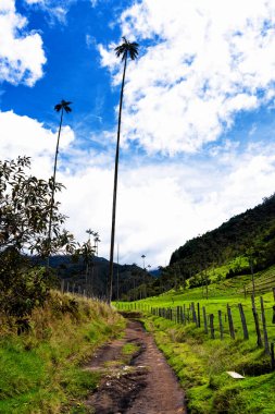 Kolombiya 'daki uzun, balmumu palmiye ağaçları ile ünlü Cocora Vadisi' ne doğru yürüyüşün başlangıcından bir manzara.