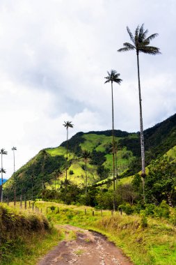 Kolombiya 'daki uzun, balmumu palmiye ağaçları ile ünlü Cocora Vadisi' ne doğru yürüyüşün başlangıcından bir manzara.