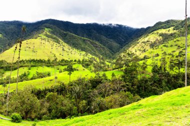 Güney Amerika 'nın Salento kasabası yakınlarındaki Kolombiya' da Cocora Vadisi veya Valle de Cocora 'da balmumu palmiye ağaçları (Ceroxylon quindiuense) manzarası