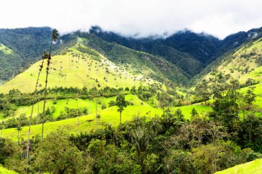 Güney Amerika 'nın Salento kasabası yakınlarındaki Kolombiya' da Cocora Vadisi veya Valle de Cocora 'da balmumu palmiye ağaçları (Ceroxylon quindiuense) manzarası