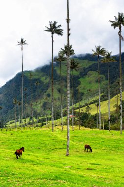 Güney Amerika 'nın Salento kasabası yakınlarındaki Kolombiya' da Cocora Vadisi veya Valle de Cocora 'da balmumu palmiye ağaçları (Ceroxylon quindiuense) manzarası