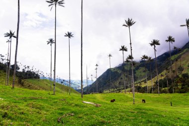 Güney Amerika 'nın Salento kasabası yakınlarındaki Kolombiya' da Cocora Vadisi veya Valle de Cocora 'da balmumu palmiye ağaçları (Ceroxylon quindiuense) manzarası