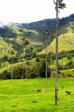 Güney Amerika 'nın Salento kasabası yakınlarındaki Kolombiya' da Cocora Vadisi veya Valle de Cocora 'da balmumu palmiye ağaçları (Ceroxylon quindiuense) manzarası