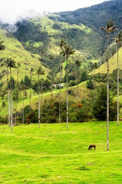 Güney Amerika 'nın Salento kasabası yakınlarındaki Kolombiya' da Cocora Vadisi veya Valle de Cocora 'da balmumu palmiye ağaçları (Ceroxylon quindiuense) manzarası
