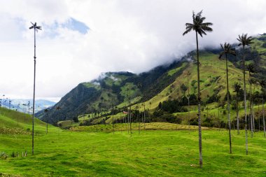 Güney Amerika 'nın Salento kasabası yakınlarındaki Kolombiya' da Cocora Vadisi veya Valle de Cocora 'da balmumu palmiye ağaçları (Ceroxylon quindiuense) manzarası