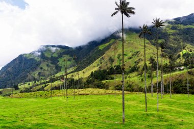 Güney Amerika 'nın Salento kasabası yakınlarındaki Kolombiya' da Cocora Vadisi veya Valle de Cocora 'da balmumu palmiye ağaçları (Ceroxylon quindiuense) manzarası