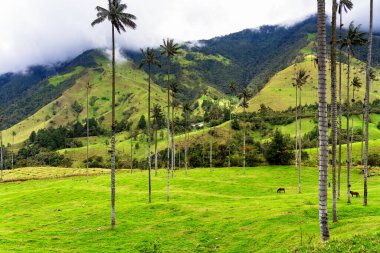 Güney Amerika 'nın Salento kasabası yakınlarındaki Kolombiya' da Cocora Vadisi veya Valle de Cocora 'da balmumu palmiye ağaçları (Ceroxylon quindiuense) manzarası