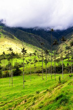 Güney Amerika 'nın Salento kasabası yakınlarındaki Kolombiya' da Cocora Vadisi veya Valle de Cocora 'da balmumu palmiye ağaçları (Ceroxylon quindiuense) manzarası