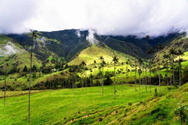 Güney Amerika 'nın Salento kasabası yakınlarındaki Kolombiya' da Cocora Vadisi veya Valle de Cocora 'da balmumu palmiye ağaçları (Ceroxylon quindiuense) manzarası