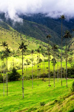 Güney Amerika 'nın Salento kasabası yakınlarındaki Kolombiya' da Cocora Vadisi veya Valle de Cocora 'da balmumu palmiye ağaçları (Ceroxylon quindiuense) manzarası