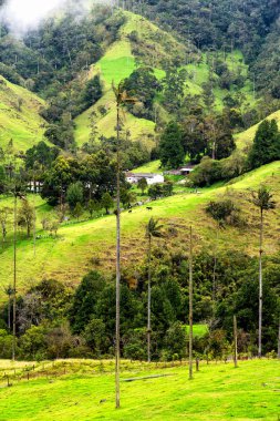 Güney Amerika 'nın Salento kasabası yakınlarındaki Kolombiya' da Cocora Vadisi veya Valle de Cocora 'da balmumu palmiye ağaçları (Ceroxylon quindiuense) manzarası