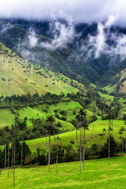 Güney Amerika 'nın Salento kasabası yakınlarındaki Kolombiya' da Cocora Vadisi veya Valle de Cocora 'da balmumu palmiye ağaçları (Ceroxylon quindiuense) manzarası