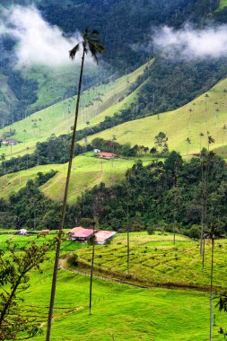 Güney Amerika 'nın Salento kasabası yakınlarındaki Kolombiya' da Cocora Vadisi veya Valle de Cocora 'da balmumu palmiye ağaçları (Ceroxylon quindiuense) manzarası