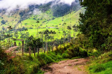 Kolombiya 'daki uzun, balmumu palmiye ağaçları ile ünlü Cocora Vadisi' ne doğru yürüyüşün başlangıcından bir manzara.