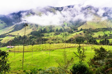 Güney Amerika 'nın Salento kasabası yakınlarındaki Kolombiya' da Cocora Vadisi veya Valle de Cocora 'da balmumu palmiye ağaçları (Ceroxylon quindiuense) manzarası