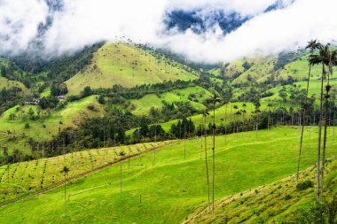 Güney Amerika 'nın Salento kasabası yakınlarındaki Kolombiya' da Cocora Vadisi veya Valle de Cocora 'da balmumu palmiye ağaçları (Ceroxylon quindiuense) manzarası