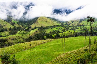 Güney Amerika 'nın Salento kasabası yakınlarındaki Kolombiya' da Cocora Vadisi veya Valle de Cocora 'da balmumu palmiye ağaçları (Ceroxylon quindiuense) manzarası