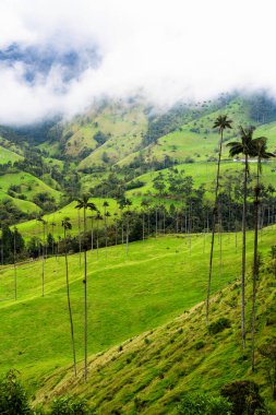 Güney Amerika 'nın Salento kasabası yakınlarındaki Kolombiya' da Cocora Vadisi veya Valle de Cocora 'da balmumu palmiye ağaçları (Ceroxylon quindiuense) manzarası