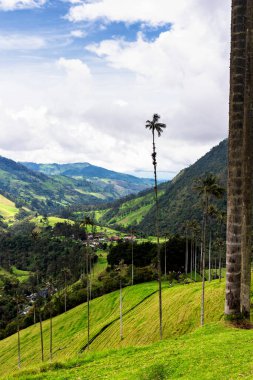 Güney Amerika 'nın Salento kasabası yakınlarındaki Kolombiya' da Cocora Vadisi veya Valle de Cocora 'da balmumu palmiye ağaçları (Ceroxylon quindiuense) manzarası