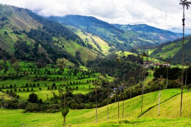 Güney Amerika 'nın Salento kasabası yakınlarındaki Kolombiya' da Cocora Vadisi veya Valle de Cocora 'da balmumu palmiye ağaçları (Ceroxylon quindiuense) manzarası