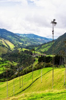 Güney Amerika 'nın Salento kasabası yakınlarındaki Kolombiya' da Cocora Vadisi veya Valle de Cocora 'da balmumu palmiye ağaçları (Ceroxylon quindiuense) manzarası