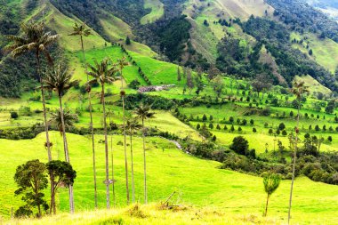 Güney Amerika 'nın Salento kasabası yakınlarındaki Kolombiya' da Cocora Vadisi veya Valle de Cocora 'da balmumu palmiye ağaçları (Ceroxylon quindiuense) manzarası
