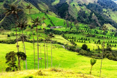 Güney Amerika 'nın Salento kasabası yakınlarındaki Kolombiya' da Cocora Vadisi veya Valle de Cocora 'da balmumu palmiye ağaçları (Ceroxylon quindiuense) manzarası