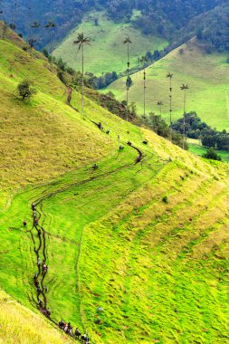Güney Amerika 'nın Salento kasabası yakınlarındaki Kolombiya' da Cocora Vadisi veya Valle de Cocora 'da balmumu palmiye ağaçları (Ceroxylon quindiuense) manzarası