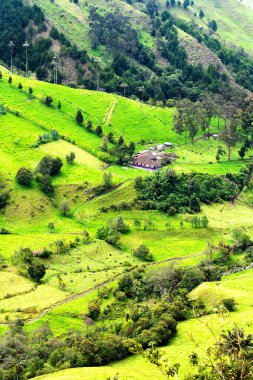 Güney Amerika 'nın Salento kasabası yakınlarındaki Kolombiya' da Cocora Vadisi veya Valle de Cocora 'da balmumu palmiye ağaçları (Ceroxylon quindiuense) manzarası