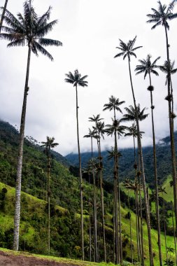 Güney Amerika 'nın Salento kasabası yakınlarındaki Kolombiya' da Cocora Vadisi veya Valle de Cocora 'da balmumu palmiye ağaçları (Ceroxylon quindiuense) manzarası