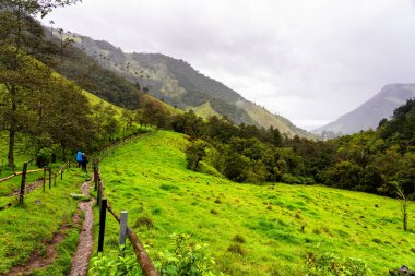 Kolombiya 'daki uzun, balmumu palmiye ağaçları ile ünlü Cocora Vadisi' ne doğru yürüyüşün başlangıcından bir manzara.
