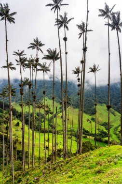 Güney Amerika 'nın Salento kasabası yakınlarındaki Kolombiya' da Cocora Vadisi veya Valle de Cocora 'da balmumu palmiye ağaçları (Ceroxylon quindiuense) manzarası