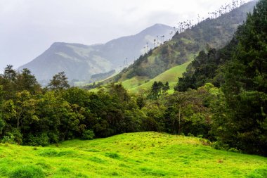 Güney Amerika 'nın Salento kasabası yakınlarındaki Kolombiya' da Cocora Vadisi veya Valle de Cocora 'da balmumu palmiye ağaçları (Ceroxylon quindiuense) manzarası