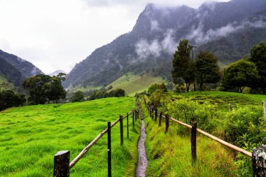 Kolombiya 'daki uzun, balmumu palmiye ağaçları ile ünlü Cocora Vadisi' ne doğru yürüyüşün başlangıcından bir manzara.