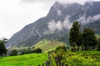 Kolombiya 'daki uzun, balmumu palmiye ağaçları ile ünlü Cocora Vadisi' ne doğru yürüyüşün başlangıcından bir manzara.
