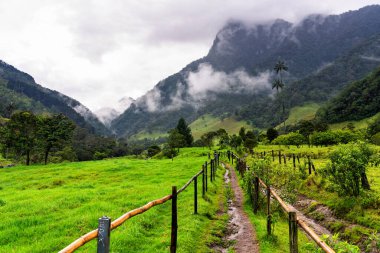 Kolombiya 'daki uzun, balmumu palmiye ağaçları ile ünlü Cocora Vadisi' ne doğru yürüyüşün başlangıcından bir manzara.