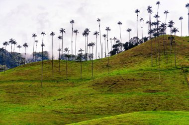 Güney Amerika 'nın Salento kasabası yakınlarındaki Kolombiya' da Cocora Vadisi veya Valle de Cocora 'da balmumu palmiye ağaçları (Ceroxylon quindiuense) manzarası