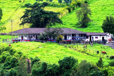 Güney Amerika 'nın Salento kasabası yakınlarındaki Kolombiya' da Cocora Vadisi veya Valle de Cocora 'da balmumu palmiye ağaçları (Ceroxylon quindiuense) manzarası