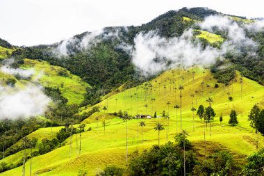 Güney Amerika 'nın Salento kasabası yakınlarındaki Kolombiya' da Cocora Vadisi veya Valle de Cocora 'da balmumu palmiye ağaçları (Ceroxylon quindiuense) manzarası