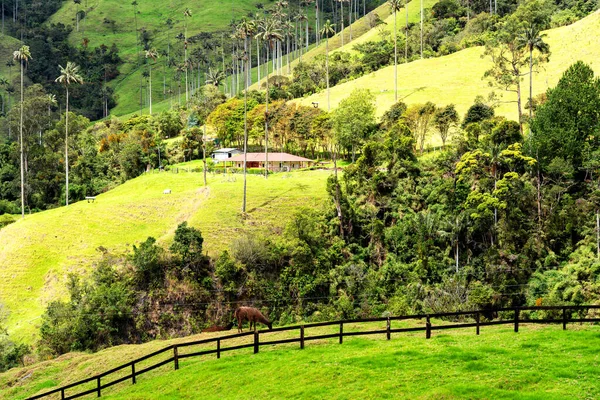 Paisaje Palmeras Cera Ceroxylon Quindiuense Valle Del Cocora Valle Cocora — Foto de Stock