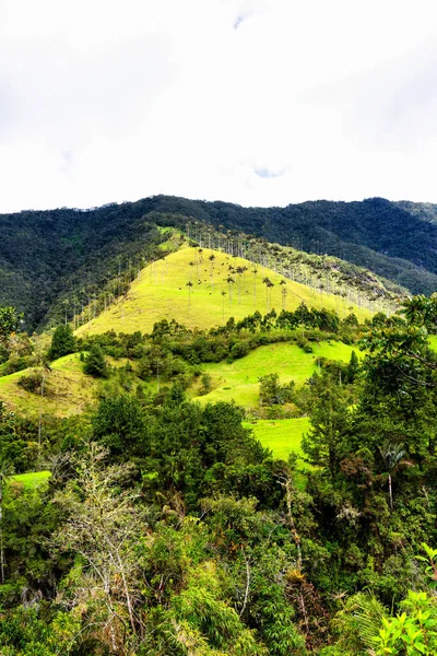 Paisagem Palmeiras Cera Ceroxylon Quindiuense Vale Cocora Valle Cocora Colômbia — Fotografia de Stock