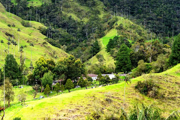 Paisaje Palmeras Cera Ceroxylon Quindiuense Valle Del Cocora Valle Cocora — Foto de Stock