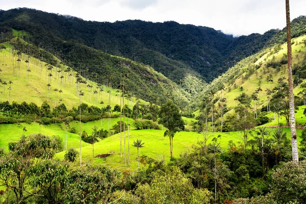 Viaszpálmafák Tájképe Ceroxylon Quindiuense Cocora Völgyben Vagy Valle Cocora Kolumbiában — Stock Fotó