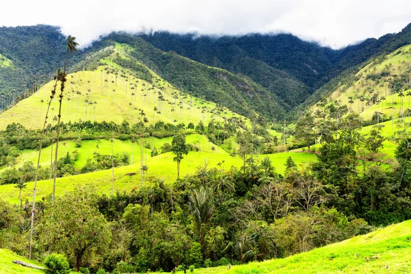 Paisaje Palmeras Cera Ceroxylon Quindiuense Valle Del Cocora Valle Cocora — Foto de Stock