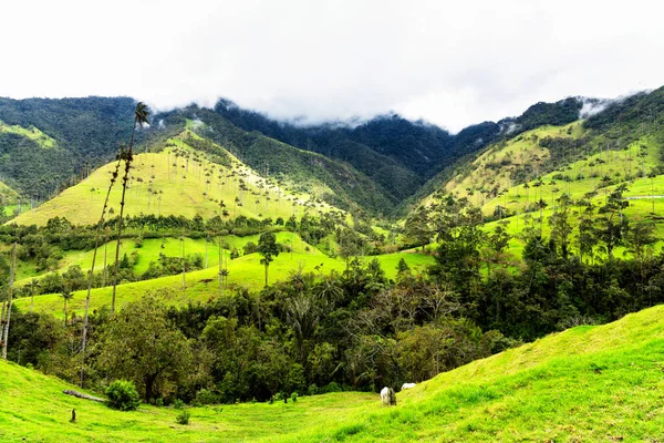 Güney Amerika 'nın Salento kasabası yakınlarındaki Kolombiya' da Cocora Vadisi veya Valle de Cocora 'da balmumu palmiye ağaçları (Ceroxylon quindiuense) manzarası