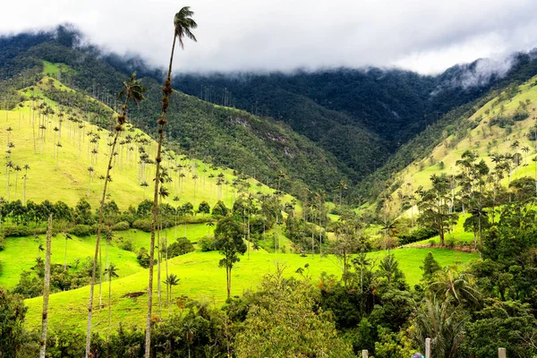 Viaszpálmafák Tájképe Ceroxylon Quindiuense Cocora Völgyben Vagy Valle Cocora Kolumbiában — Stock Fotó